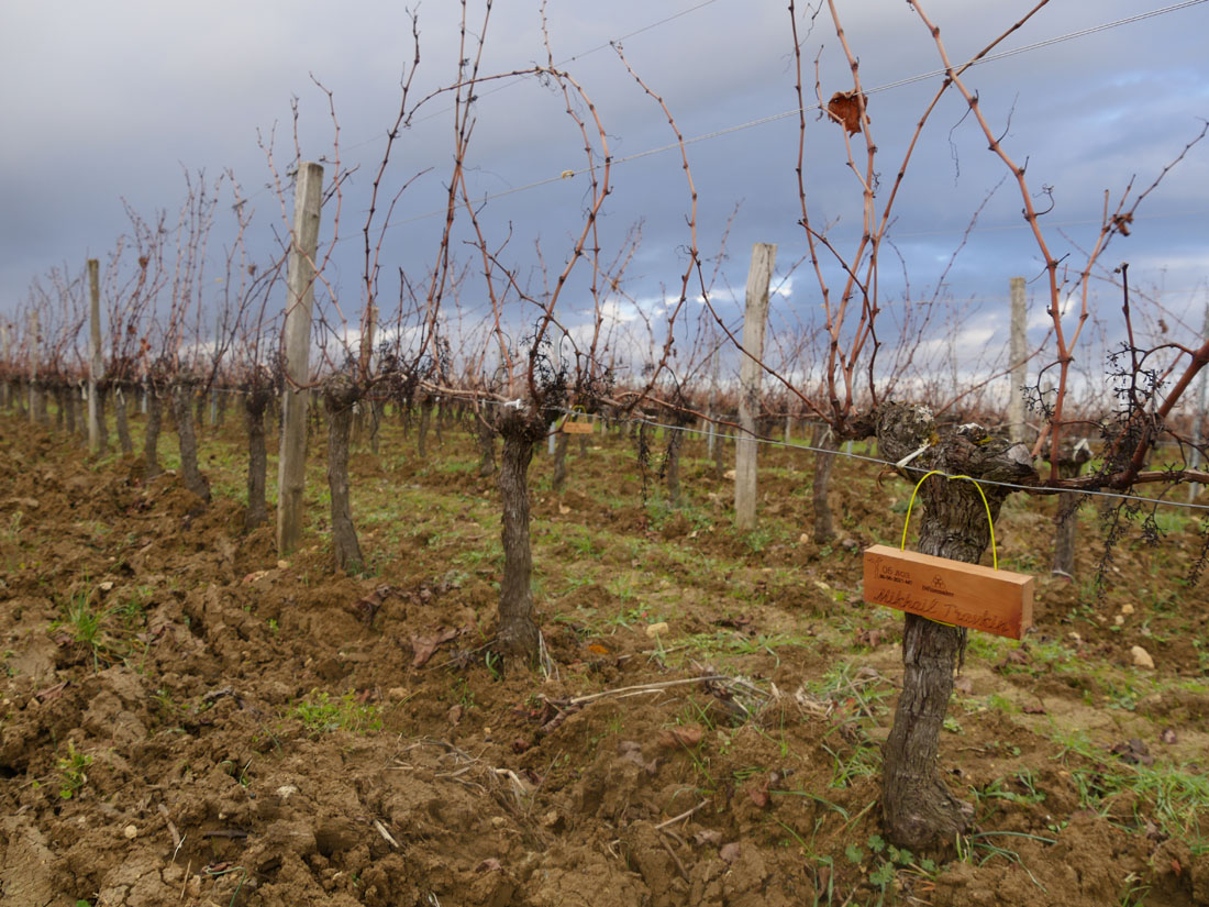 Виноградник на урожай